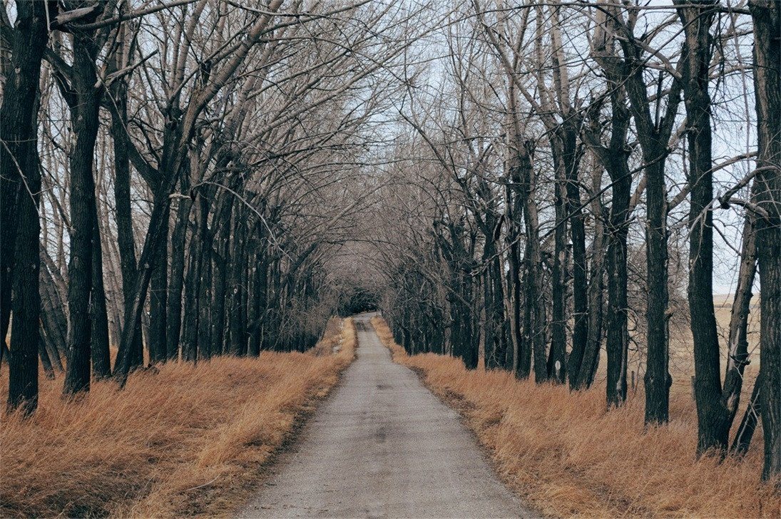 3D Roadside Weeds Trees 163 Garage Door Mural Wallpaper AJ Wallpaper 