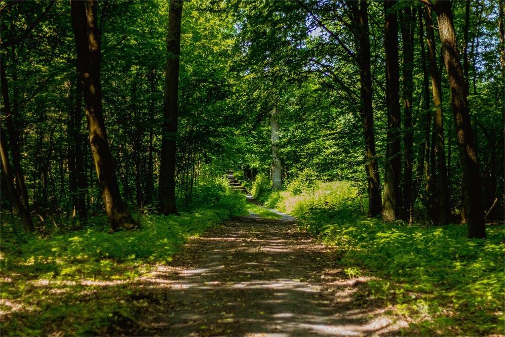 3D Dense Forest Road 292 Garage Door Mural Wallpaper AJ Wallpaper 