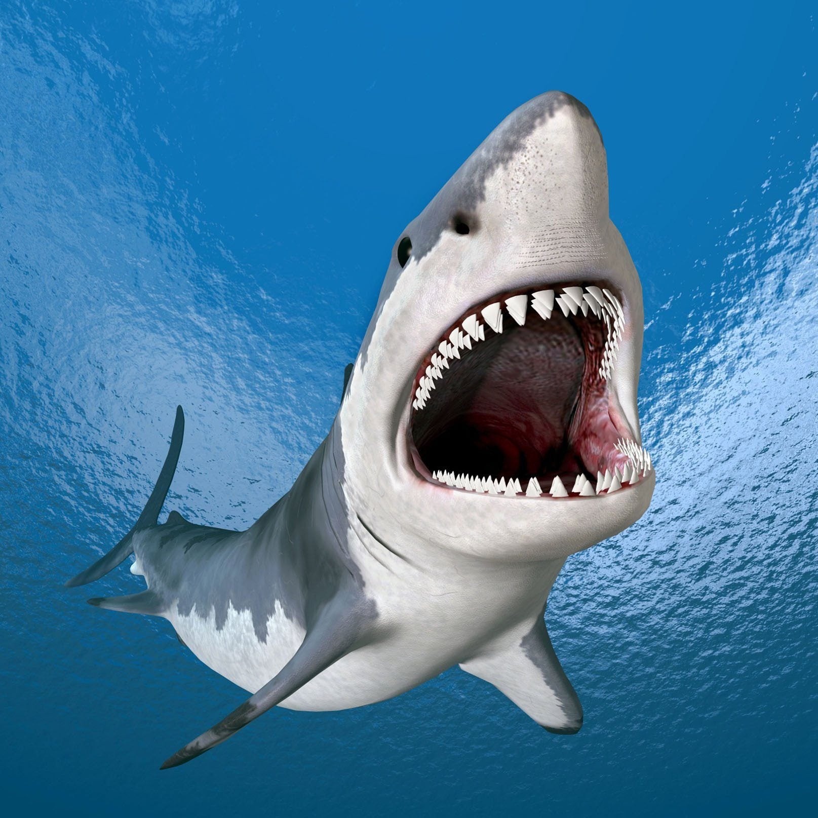 3D Big Shark 020 Kitchen Mat Floor Mural Wallpaper AJ Wallpaper 