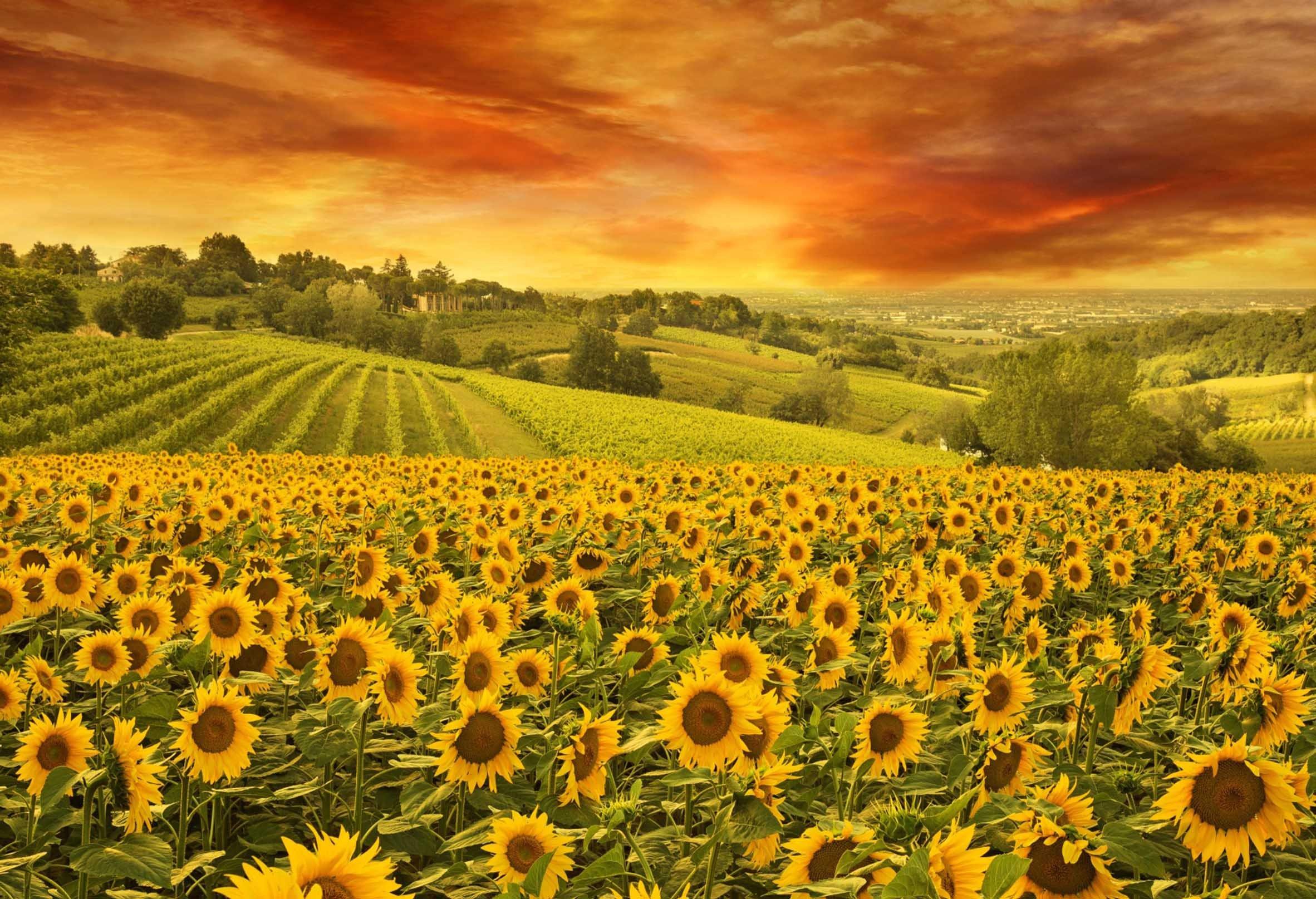 3D Sunflowers Field Sunset 138 Kitchen Mat Floor Mural Wallpaper AJ Wallpaper 