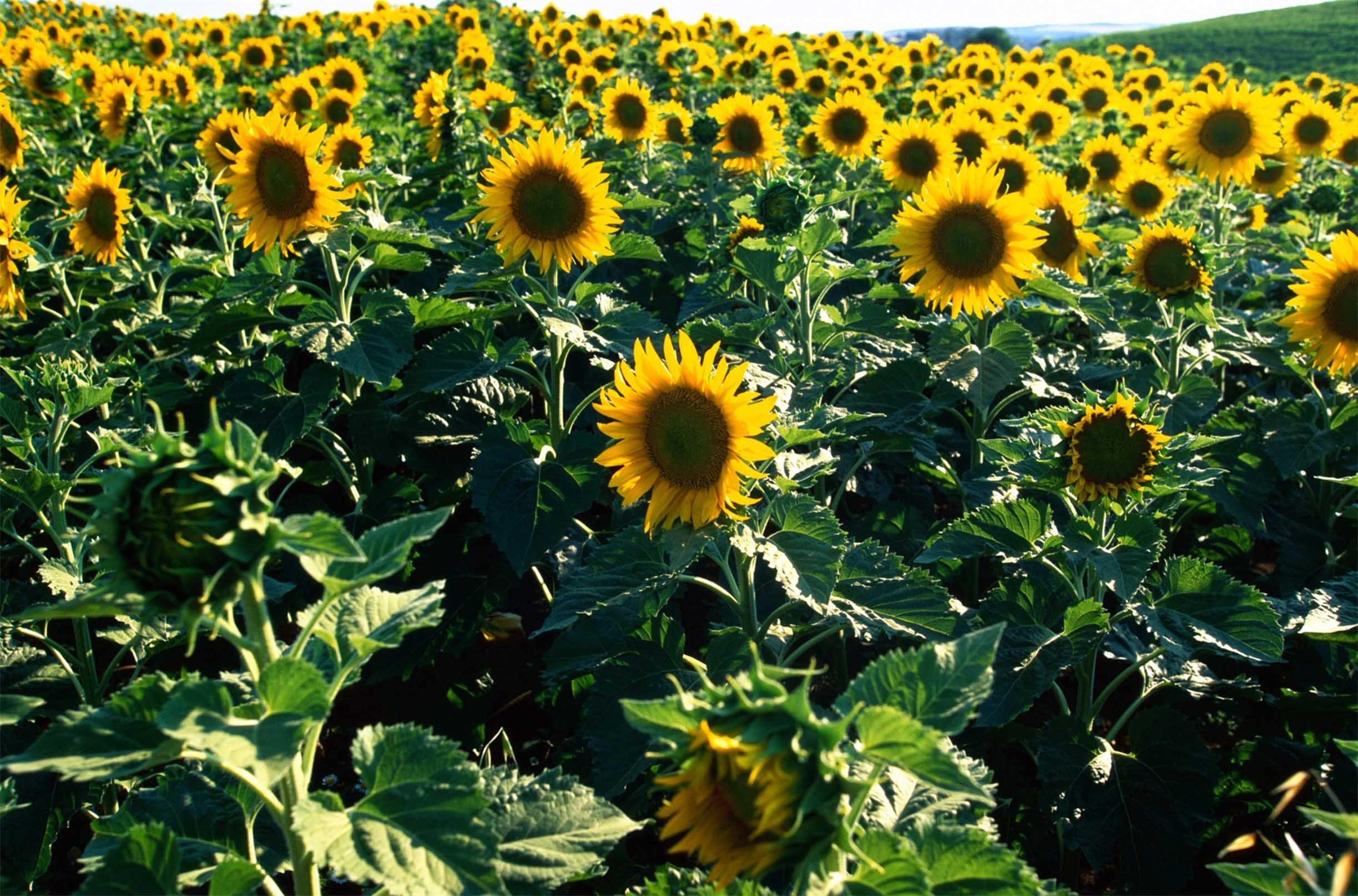 3D Sunflowers Field 086 Kitchen Mat Floor Mural Wallpaper AJ Wallpaper 