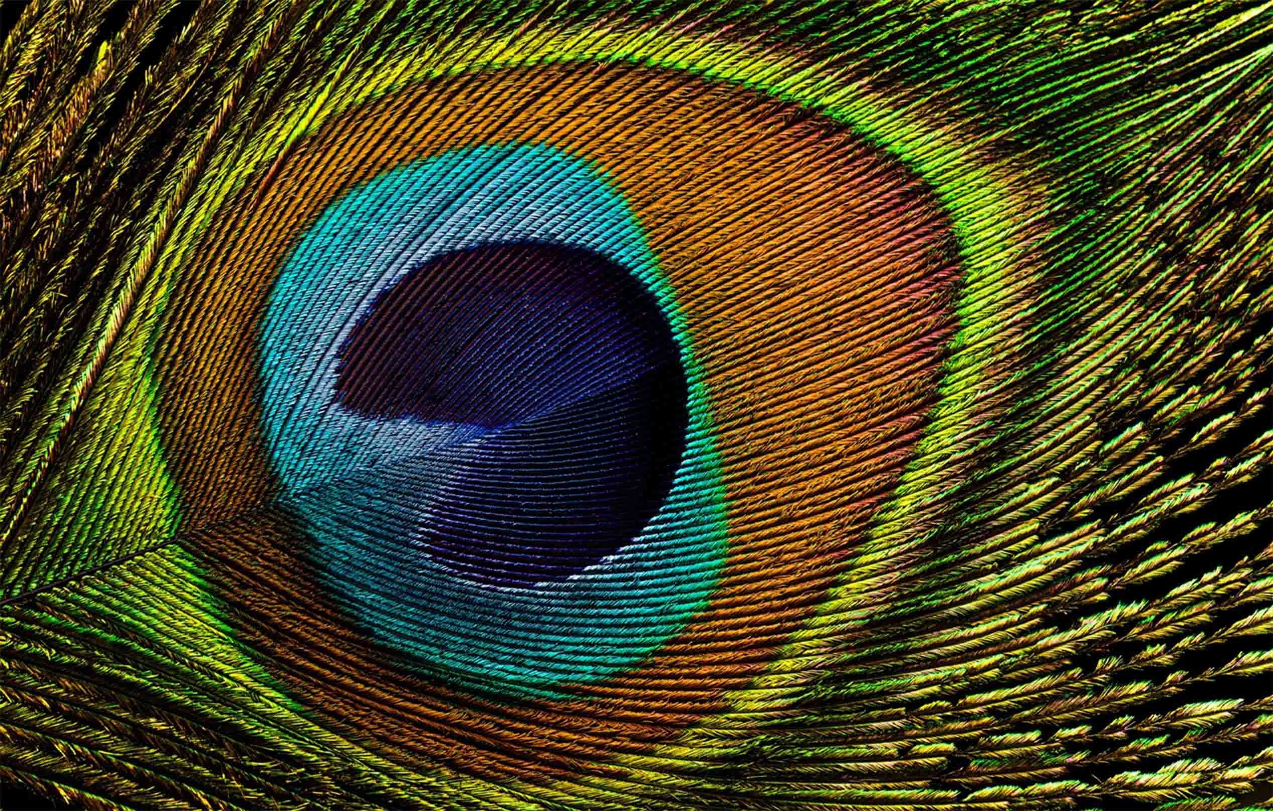 3D Peacock Tail Feather 578 Kitchen Mat Floor Mural Wallpaper AJ Wallpaper 