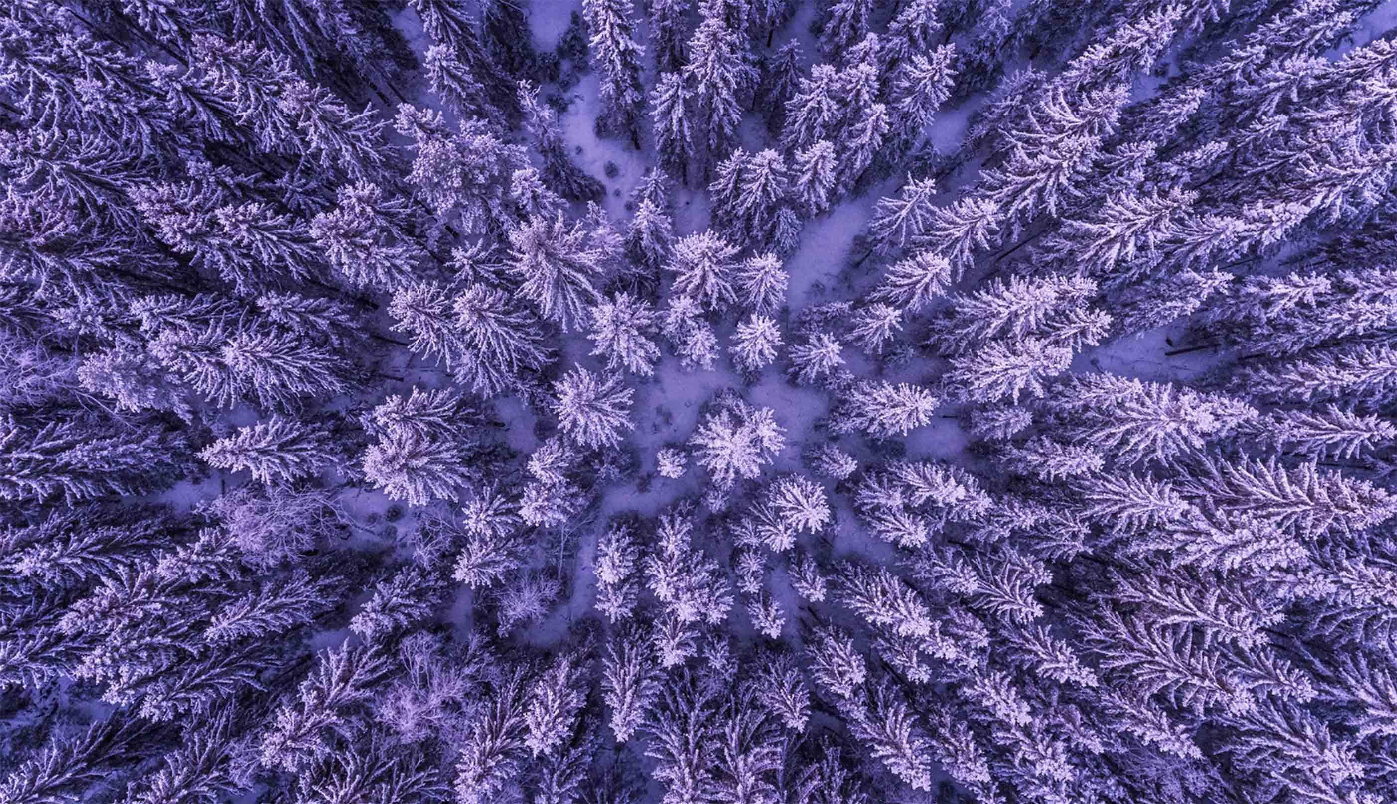 3D Frozen Forest 571 Kitchen Mat Floor Mural Wallpaper AJ Wallpaper 