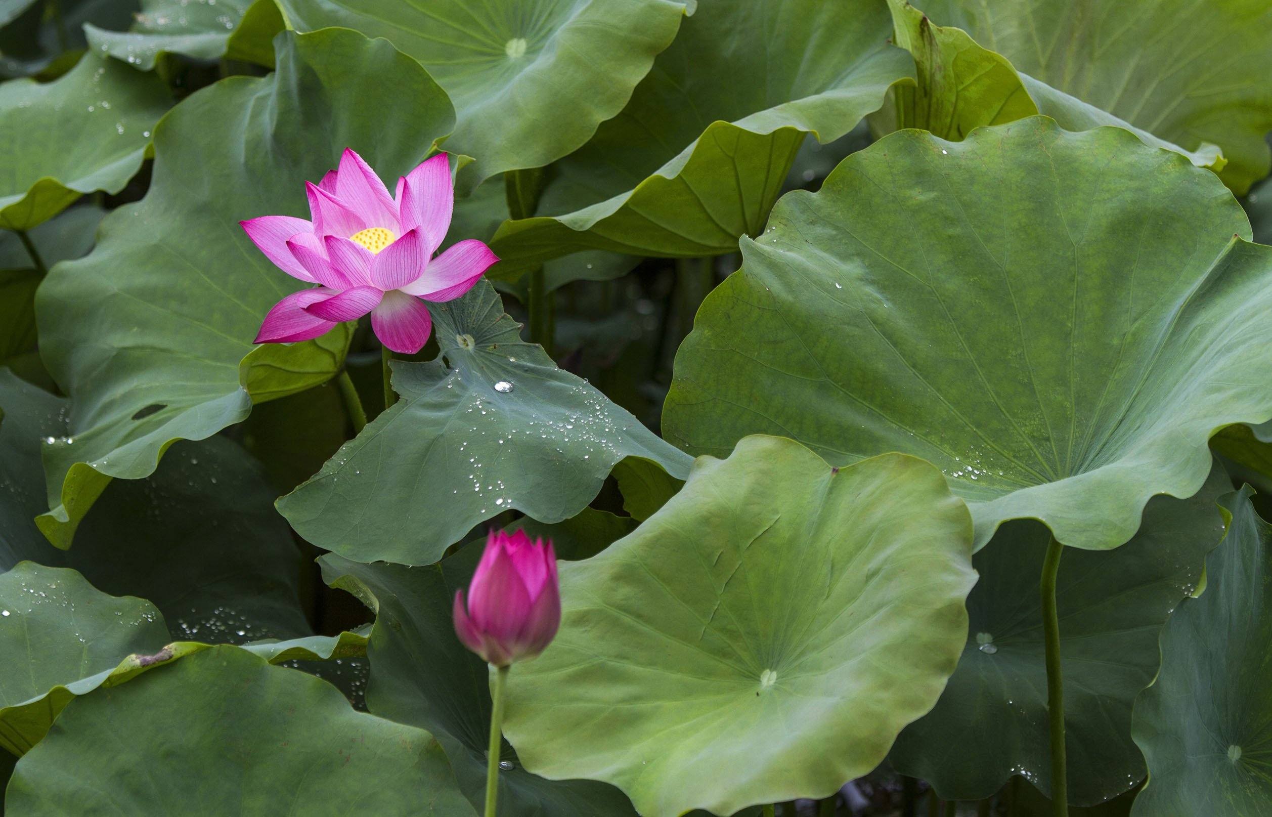 3D Lush Lotus Leaves 555 Kitchen Mat Floor Mural Wallpaper AJ Wallpaper 