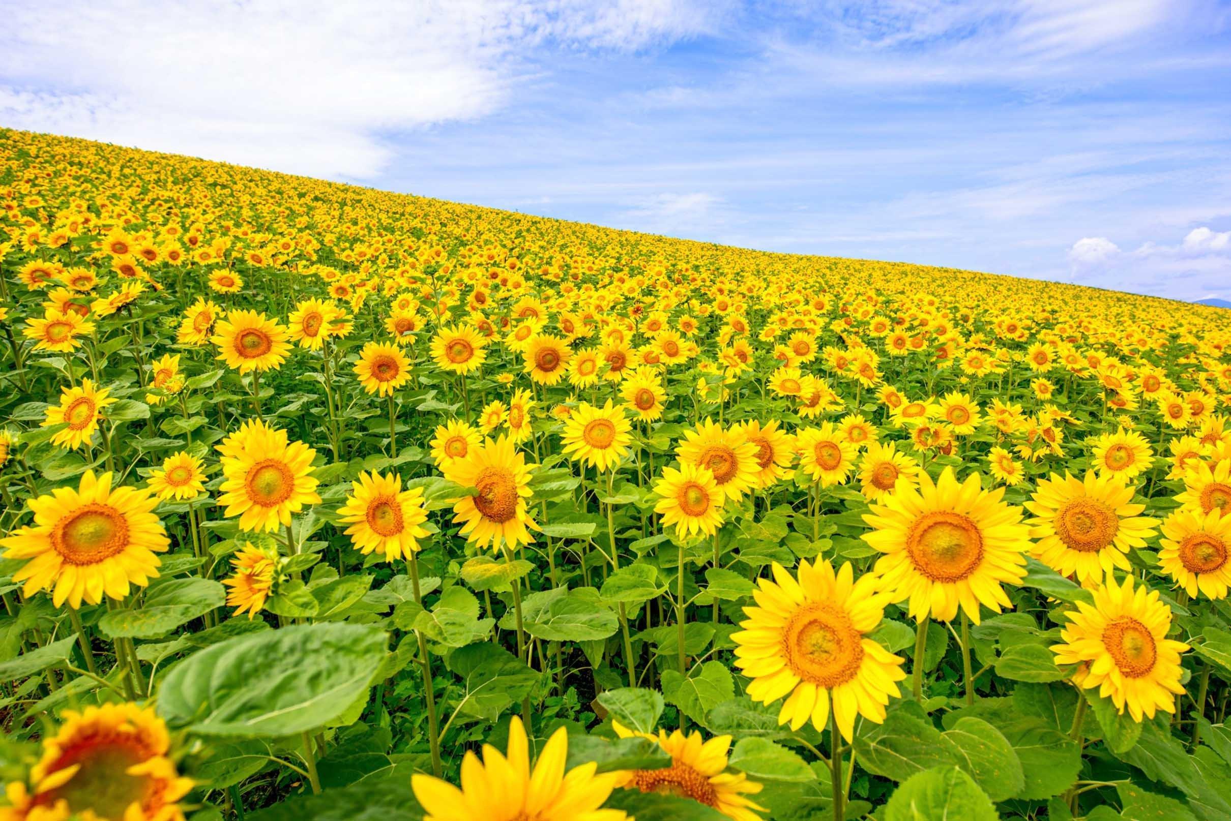 3D Sunflowers Field 670 Kitchen Mat Floor Mural Wallpaper AJ Wallpaper 