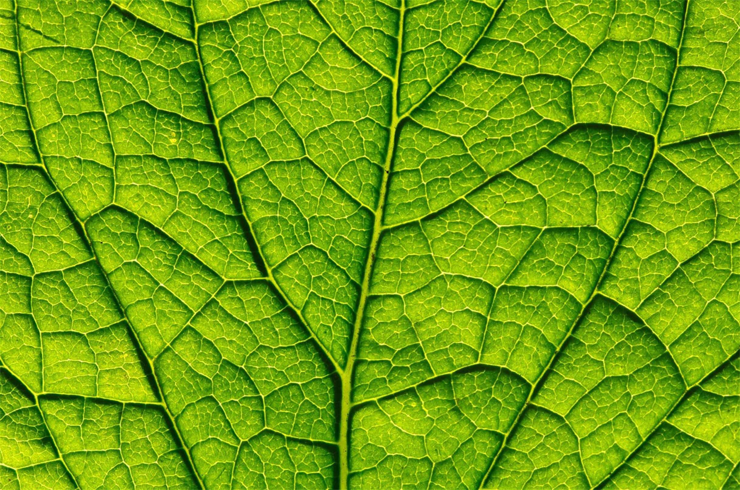 3D Green Leaf Veins Kitchen Mat Floor Mural Wallpaper AJ Wallpaper 