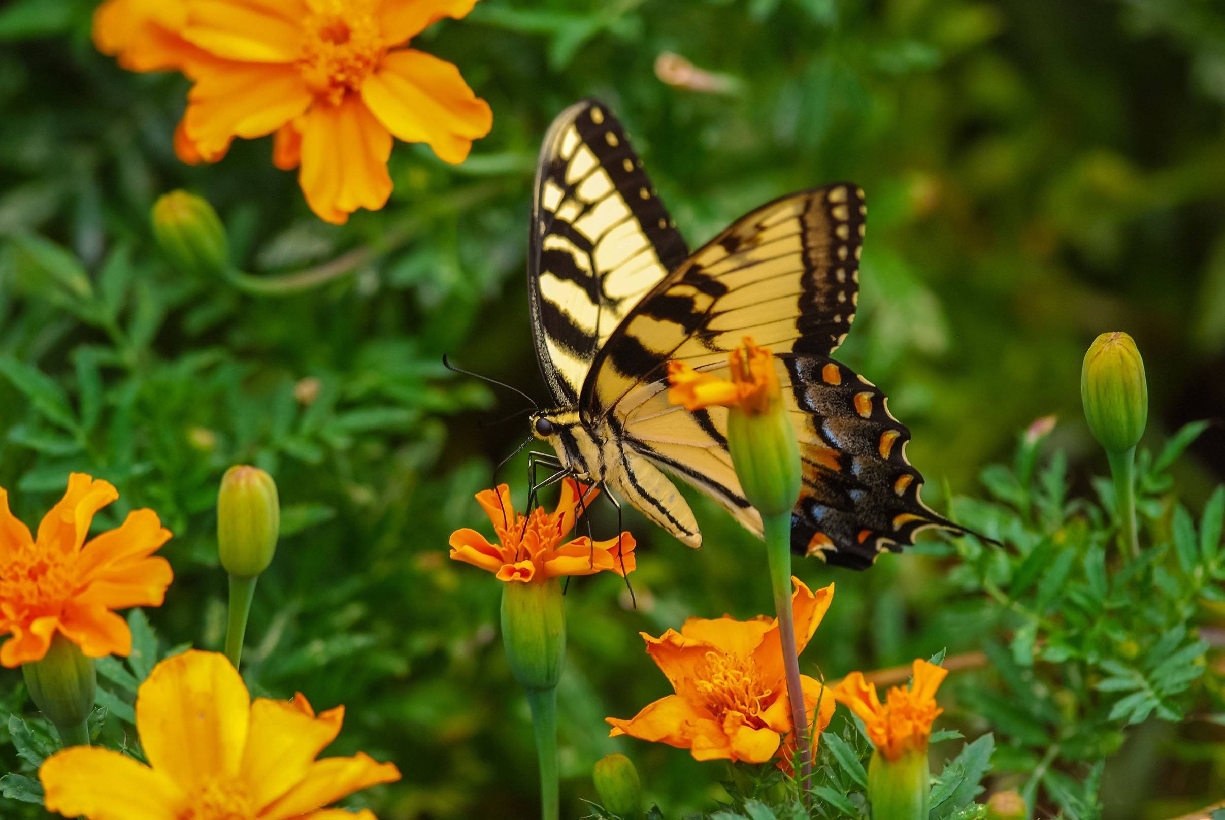 3D Flowers Butterflies 647 Kitchen Mat Floor Mural Wallpaper AJ Wallpaper 