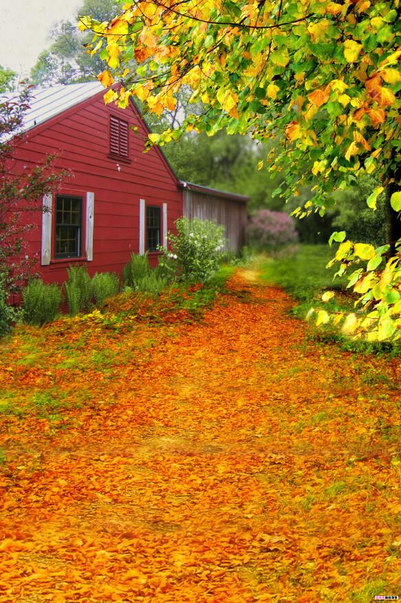 Forest House Wallpaper AJ Wallpaper 