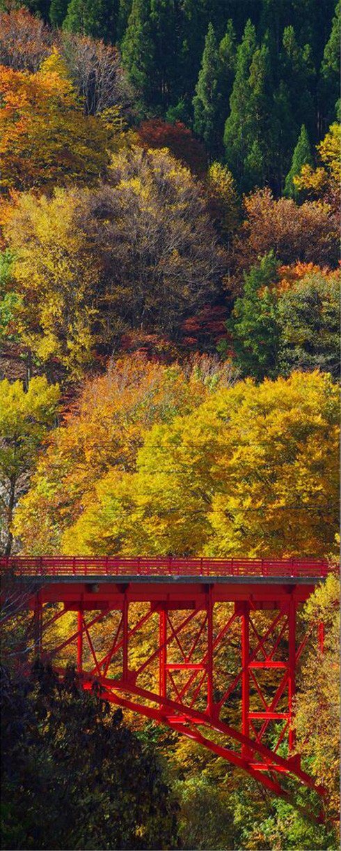 3D natural forest cable car door mural Wallpaper AJ Wallpaper 