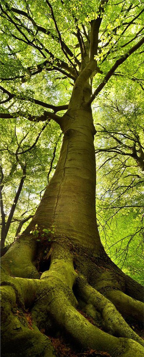 3D natural green treesdoor mural Wallpaper AJ Wallpaper 