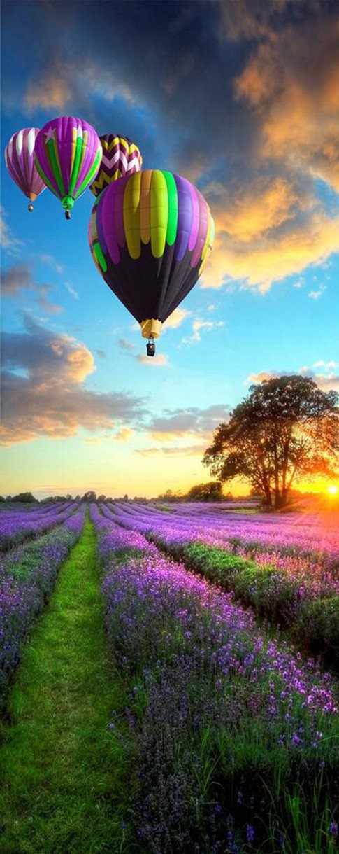 3D hot air balloon lavender flower field door mural Wallpaper AJ Wallpaper 