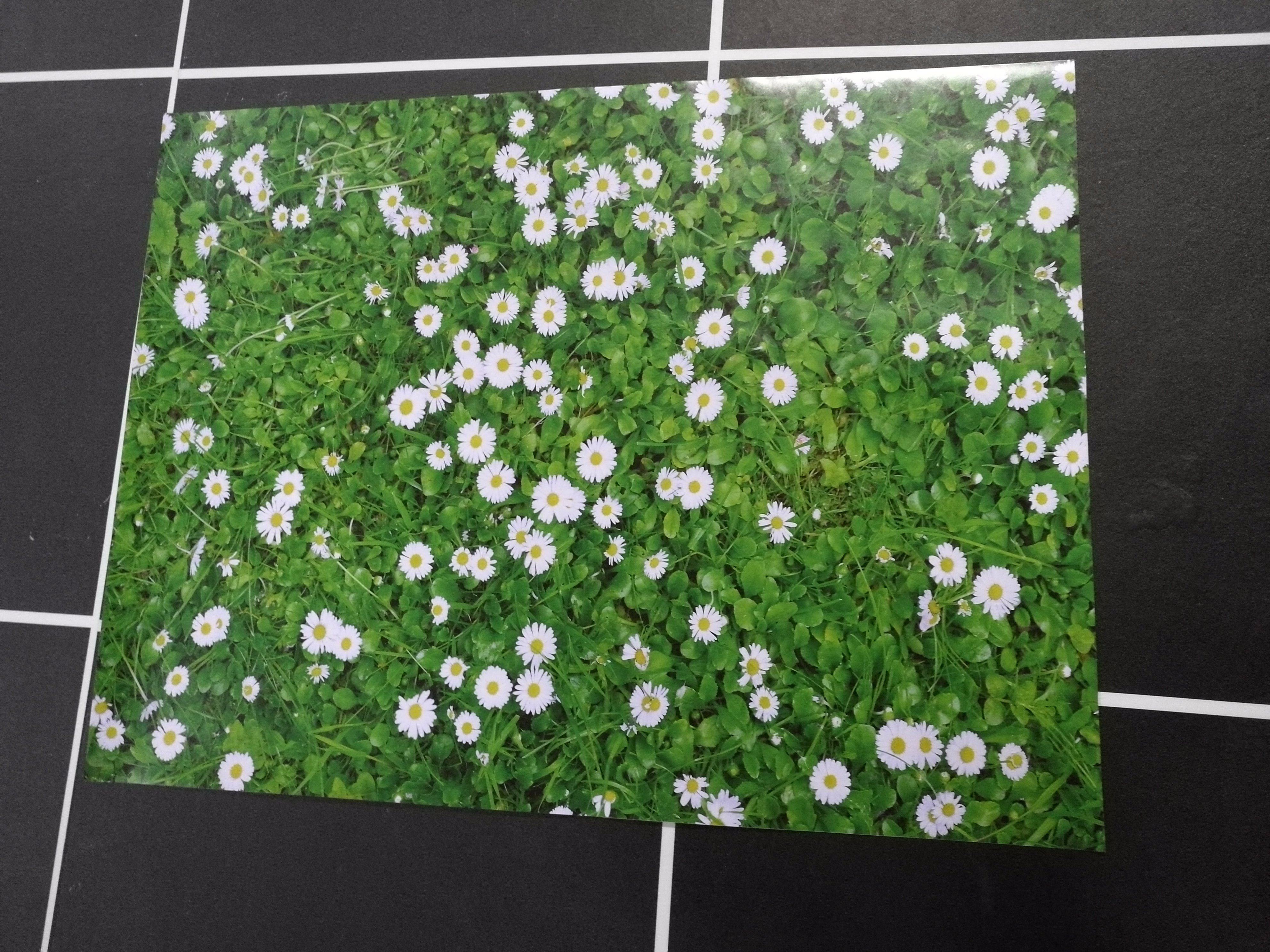 3D Grass Flowers Kitchen Mat Floor Mural Wallpaper AJ Wallpaper 