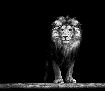 Standing Lion 1 Wallpaper AJ Wallpaper 