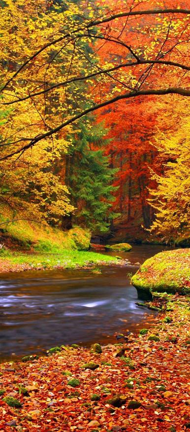 3D autumn tree fallen leaves river water door mural Wallpaper AJ Wallpaper 