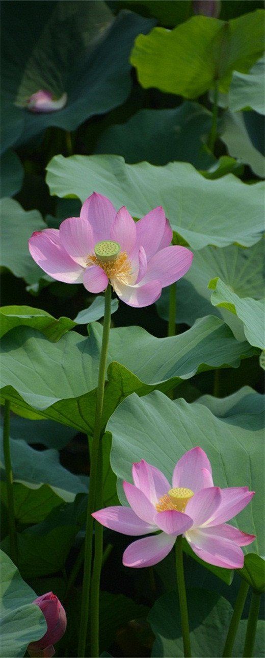 3D lotus flowers in the water door mural Wallpaper AJ Wallpaper 