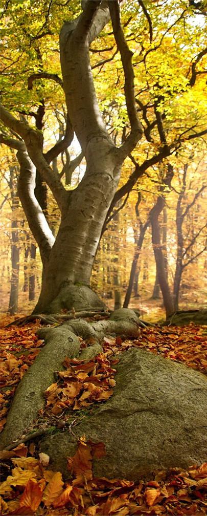 3D fallen leaves tree door mural Wallpaper AJ Wallpaper 