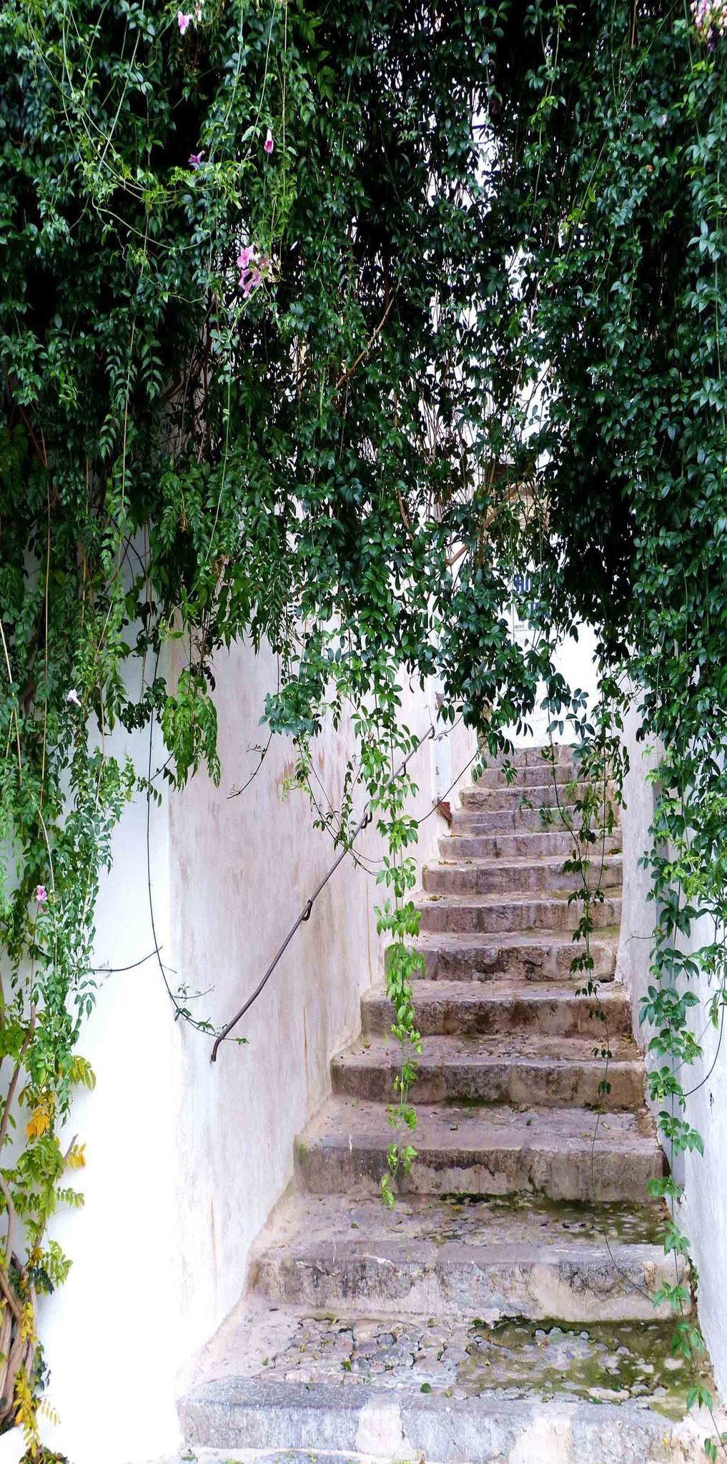 3D Stairway Green Vine 27 Door Mural Wallpaper AJ Wallpaper 