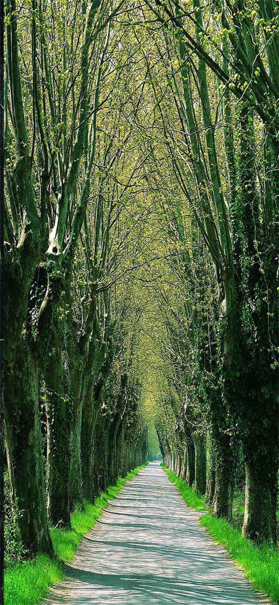 3D Roadside Bare Trees 02 Door Mural Wallpaper AJ Wallpaper 