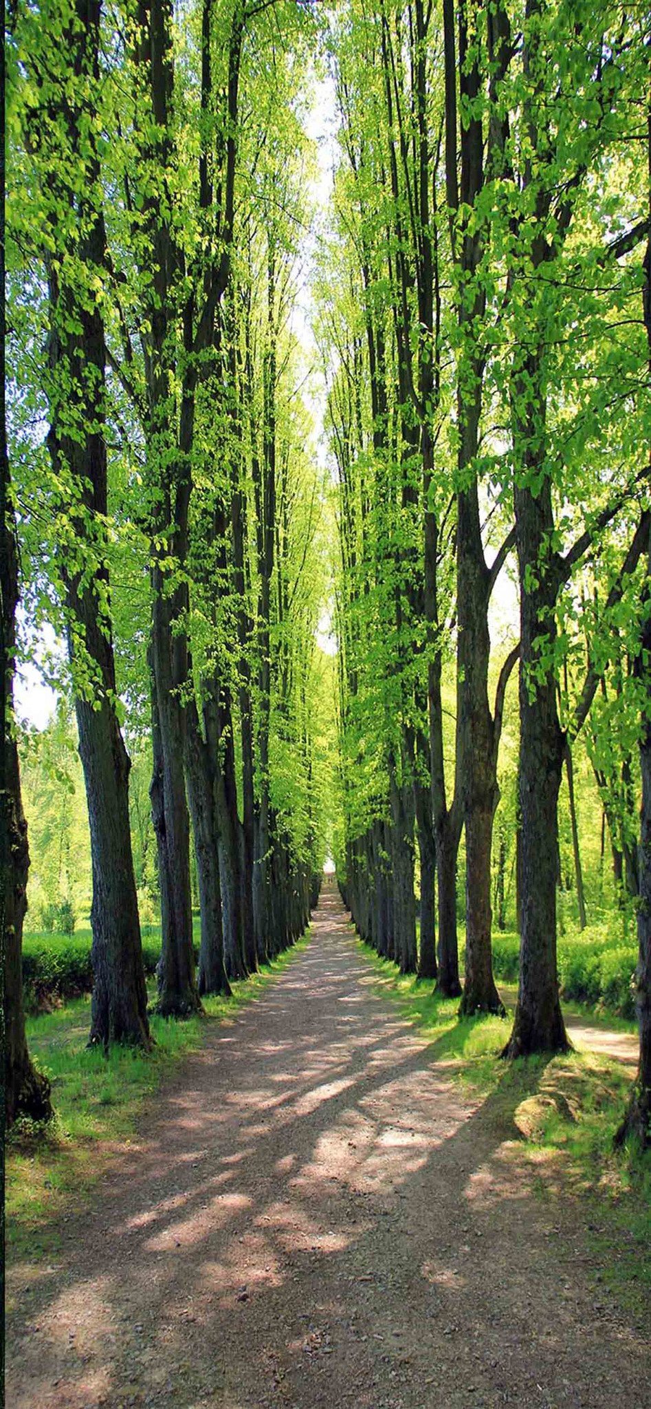 3D Roadside Straight Trees Door Mural Wallpaper AJ Wallpaper 