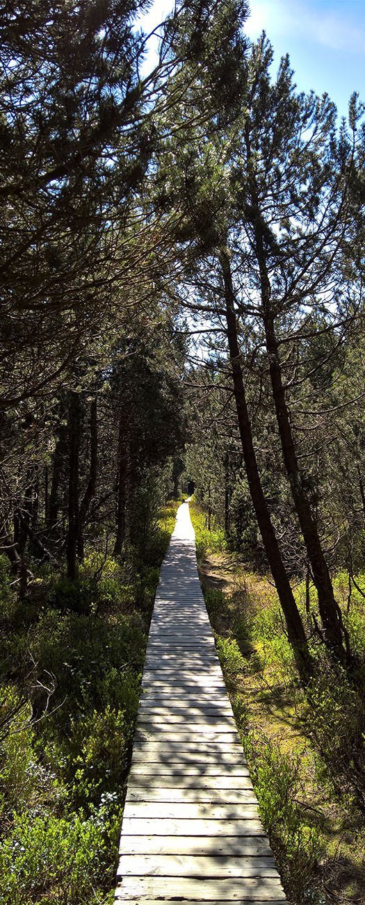 3D trees around the path door mural Wallpaper AJ Wallpaper 