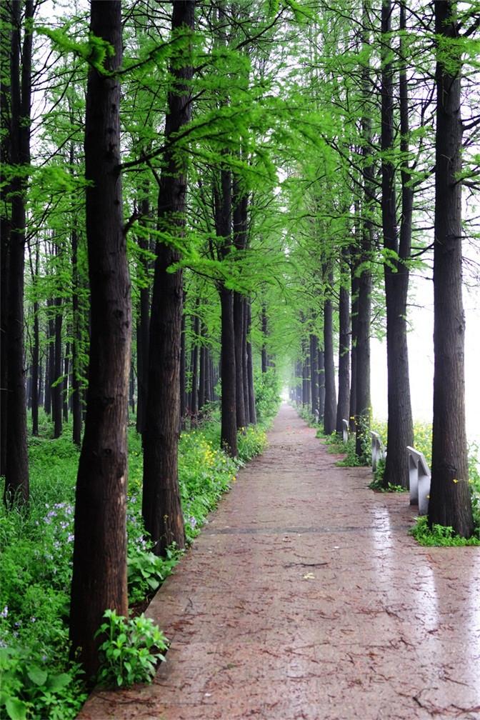 3D forest tree scenery door mural Wallpaper AJ Wallpaper 