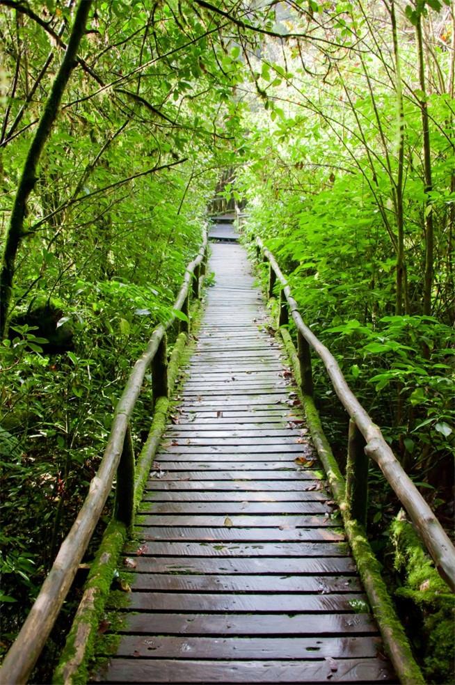 3D green woods plank bridge door mural Wallpaper AJ Wallpaper 