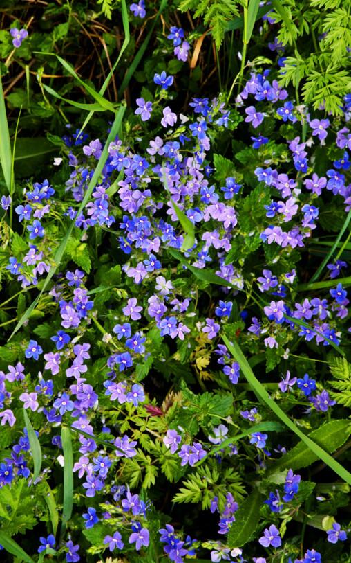 3D Blue Flowers Floor Mural Wallpaper AJ Wallpaper 2 