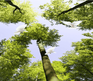 Towering Trees 744 Wallpaper AJ Wallpaper 