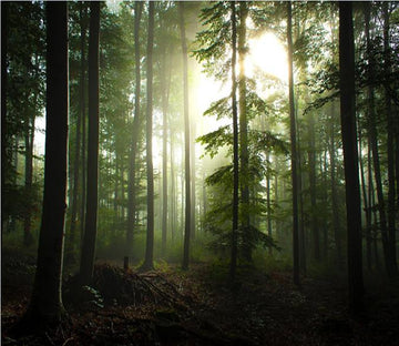 Forest Fog 98 Wallpaper AJ Wallpaper 1 