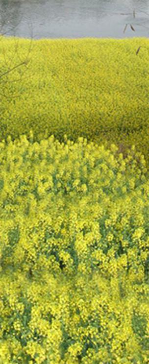 3D cole flowers flower field flower door mural Wallpaper AJ Wallpaper 