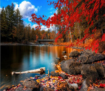 Redwood Tree And Beauty Scenery 9 Wallpaper AJ Wallpaper 1 