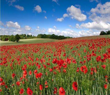 Rose Manor 462 Wallpaper AJ Wallpaper 1 