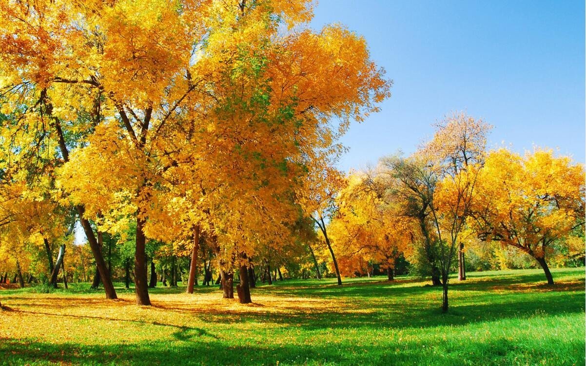 3D Grassland Yellow Trees 203 Garage Door Mural Wallpaper AJ Wallpaper 
