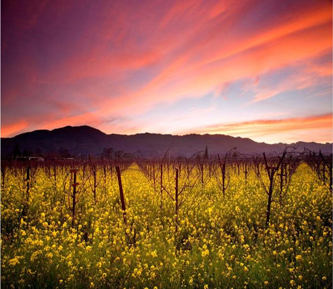 Yellow Flower Manor And Hill 98 Wallpaper AJ Wallpaper 1 