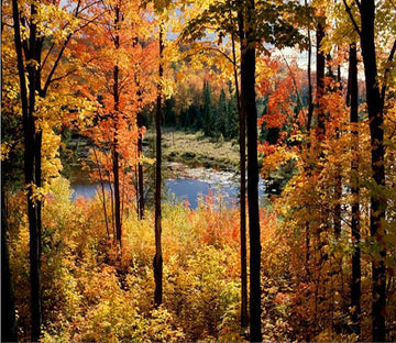 Tropical Forest And Lake 3 Wallpaper AJ Wallpaper 1 