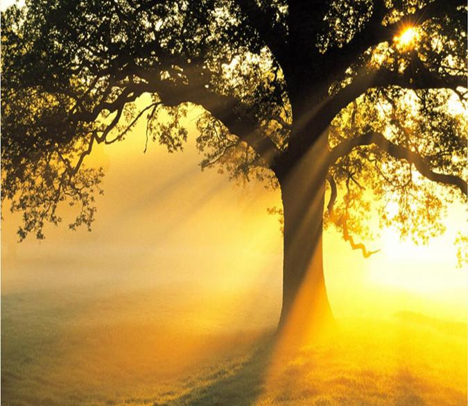 Sunshine Through The Tree 762 Wallpaper AJ Wallpaper 1 