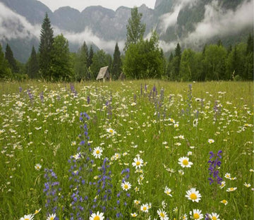 Lavender And Chrysanthemum In Field 8 Wallpaper AJ Wallpaper 1 