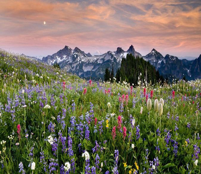 Purple Wisteria 56 Wallpaper AJ Wallpaper 1 