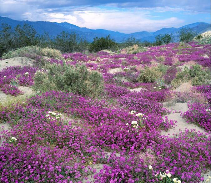 Lilac On Hillside 71 Wallpaper AJ Wallpaper 1 