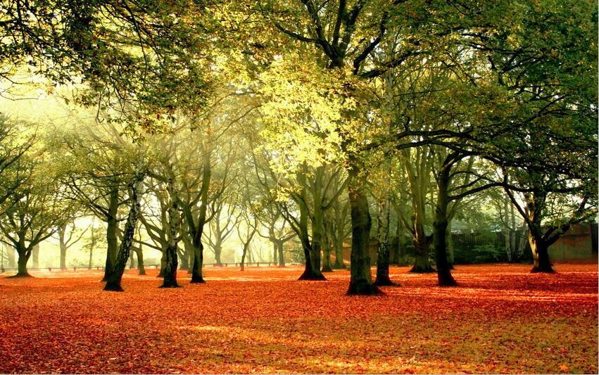 3D Forest green tree sun Wallpaper AJ Wallpaper 1 
