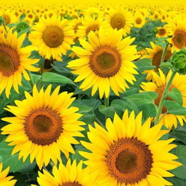 3D Sunflowers Field 917 Curtains Drapes Wallpaper AJ Wallpaper 