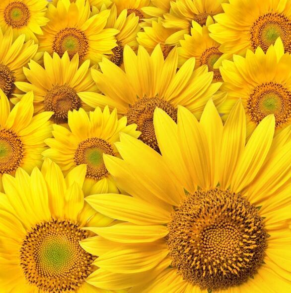 3D Bright Sunflowers 900 Curtains Drapes Wallpaper AJ Wallpaper 