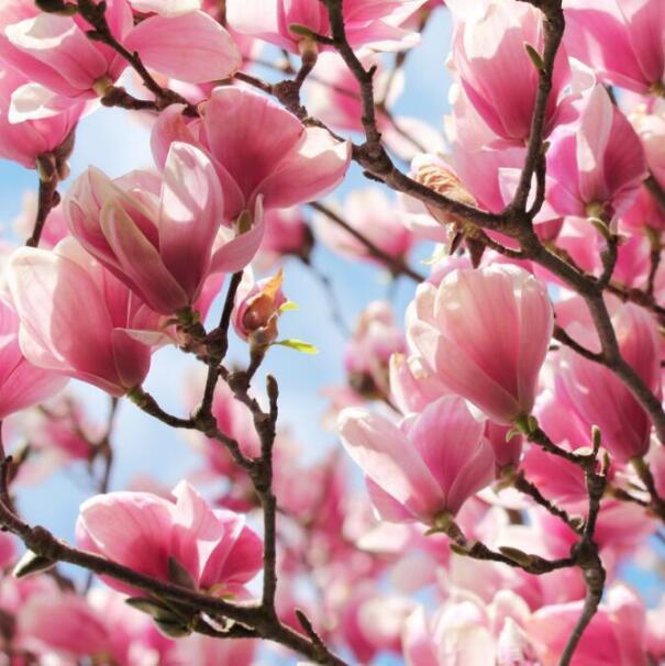 3D Flowers Tree 869 Curtains Drapes Wallpaper AJ Wallpaper 
