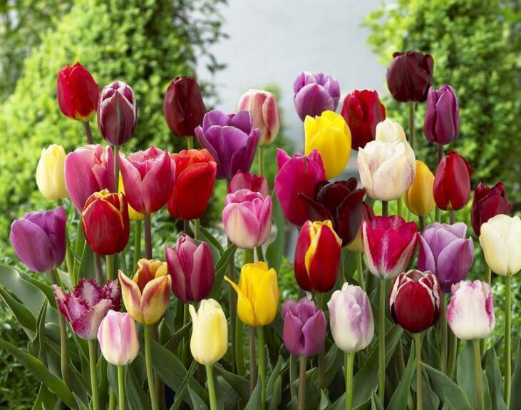 3D Tulip Flowers 845 Curtains Drapes Wallpaper AJ Wallpaper 