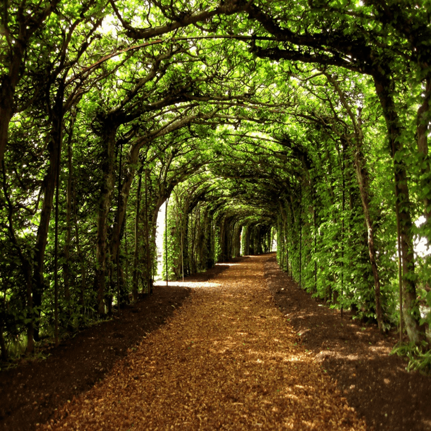 3D Tree Corridor 1079 Curtains Drapes Wallpaper AJ Wallpaper 