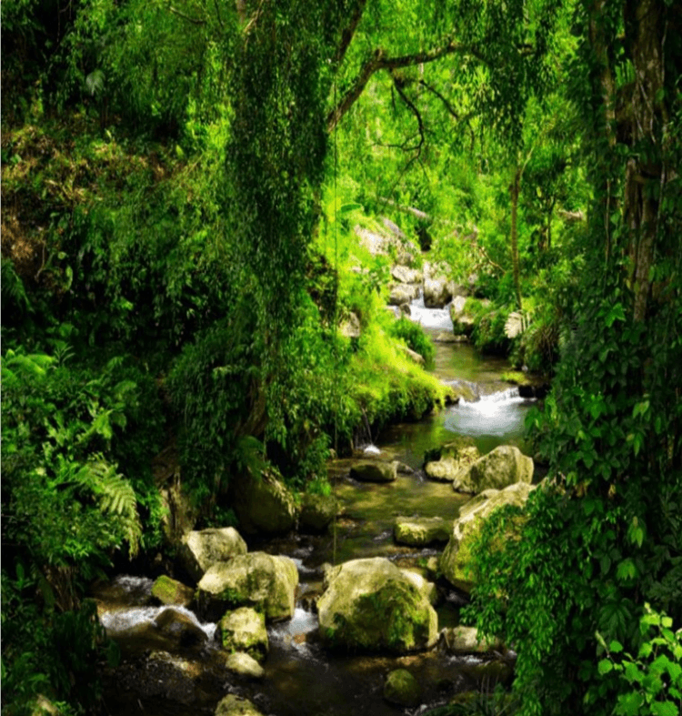 3D Creek Green Vines 1063 Curtains Drapes Wallpaper AJ Wallpaper 