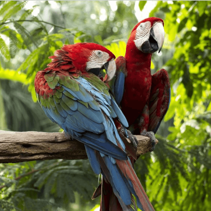 3D Tree Parrots 1018 Curtains Drapes Wallpaper AJ Wallpaper 