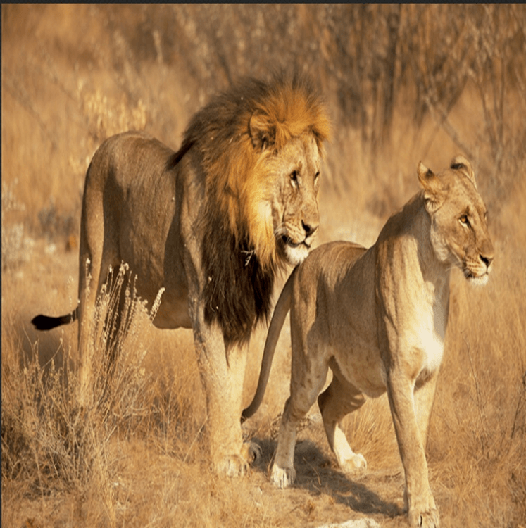 3D Lion Couple 1015 Curtains Drapes Wallpaper AJ Wallpaper 