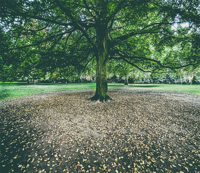3D A Large Green Tree 24 Wallpaper AJ Wallpaper 2 