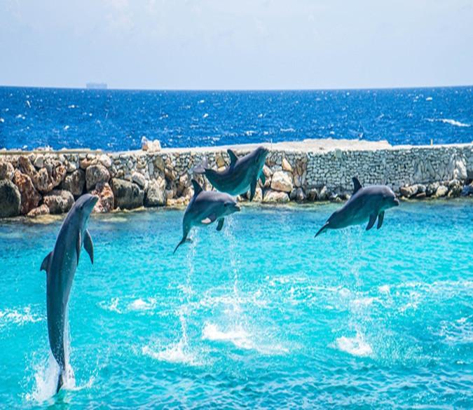 3D Jumping Dolphin 44 Wallpaper AJ Wallpapers 